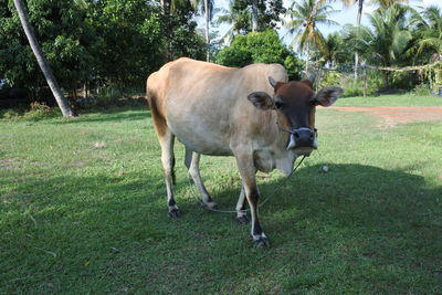 Cows in a field