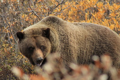 Bear foraging in denali national park