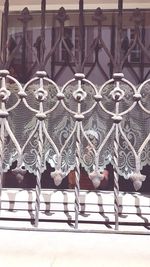 Group of people on metal fence