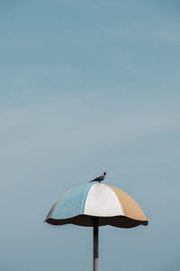 A solitary crow stands on top of a large umbrella.
