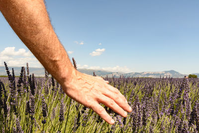 Cropped hand of man touching plants at farm against sky
