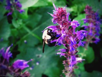 Close-up of insect on purple flower