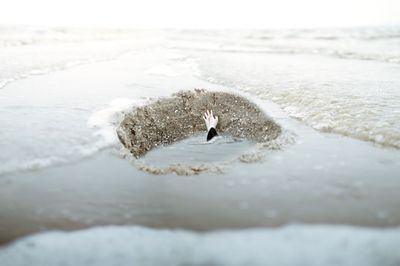 Bird on beach