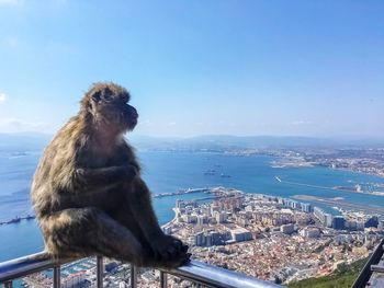 Monkey sitting on railing against sea and cityscape