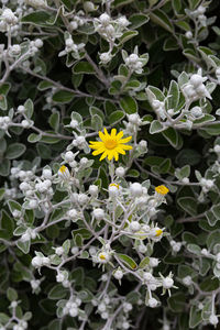 Close-up of white flowering plants