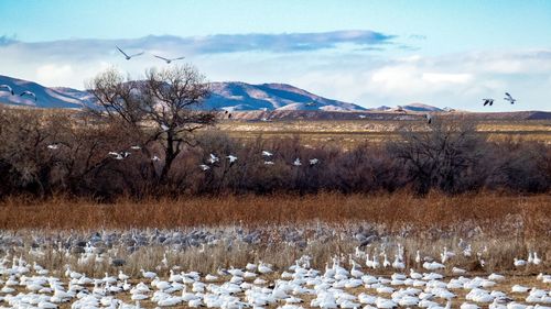 Scenic view of snowcapped field against sky