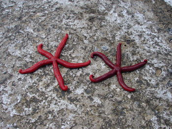 Close-up of red object