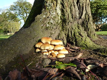 Close-up of mushrooms growing on tree trunk in forest