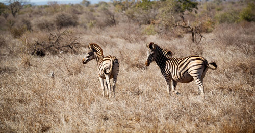 Zebra and zebras on landscape