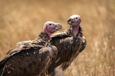 Close-up of bird on field