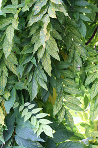 Full frame shot of fresh green leaves glyzinie