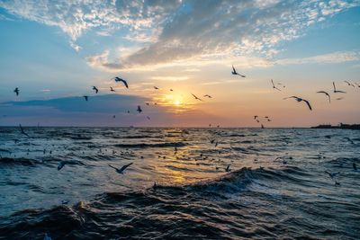 Birds flying over sea against sky