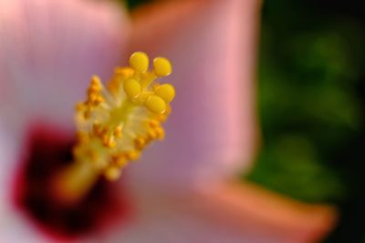 Close-up of yellow flower