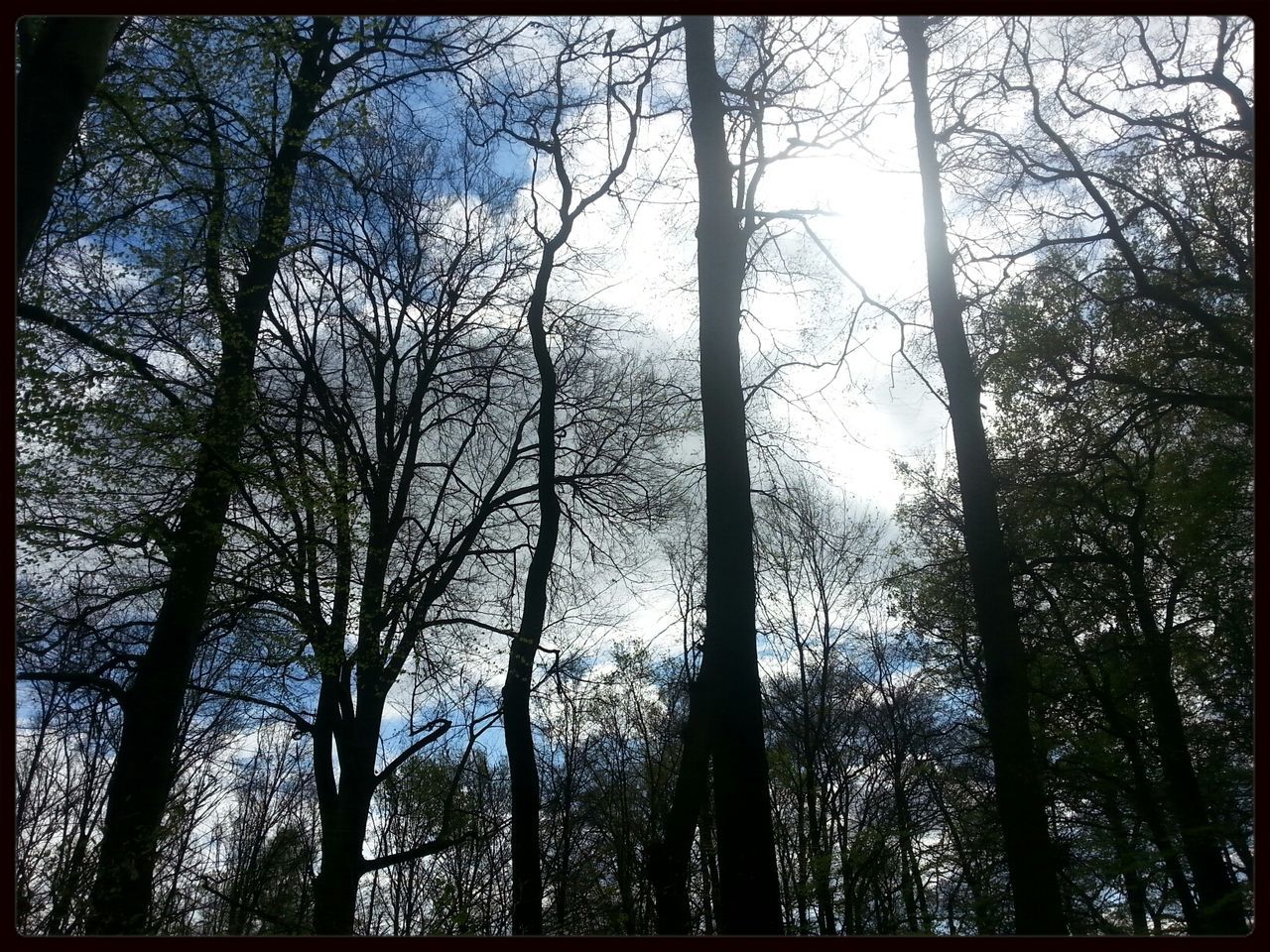 tree, transfer print, auto post production filter, branch, tranquility, growth, low angle view, tranquil scene, tree trunk, forest, nature, beauty in nature, scenics, sky, bare tree, day, no people, outdoors, woodland, idyllic