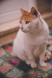 Close-up of a cat looking away