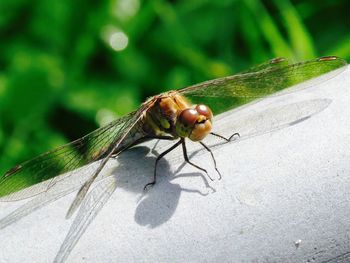 Close-up of insect