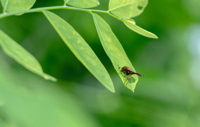 Close-up of bee on plant