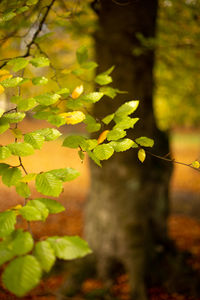 Close-up of leaves on tree