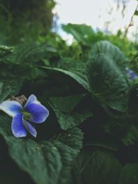 Close-up of purple flower blooming outdoors