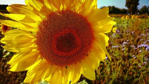 Close-up of sunflower