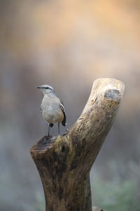 Close-up of bird perching on wooden post