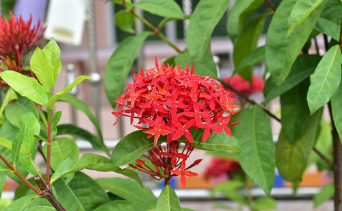 Close-up of red flowering plant