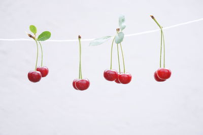 Close-up of red berries over white background