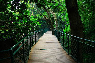 Empty footbridge in forest