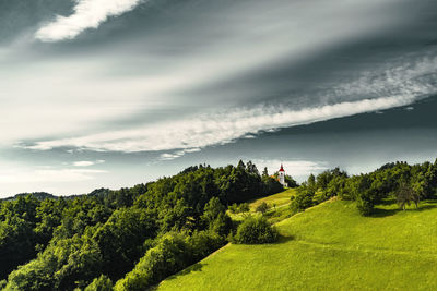 Trees on field against sky