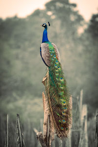 peacock