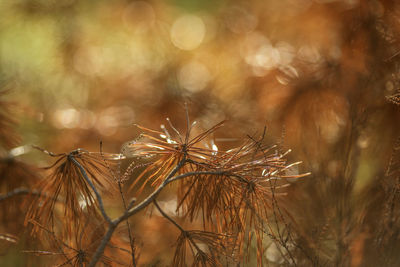 Close-up of wheat growing on field