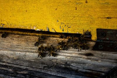 Close-up of bee on wood