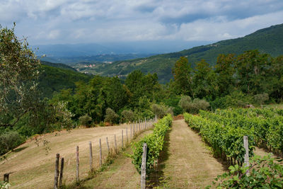 Scenic view of landscape against sky