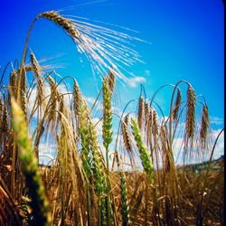 Close-up of wheat field