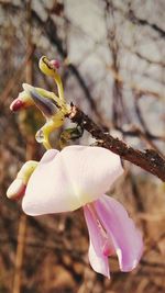 Close-up of flowers blooming outdoors