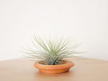 Close-up of cactus plant