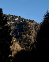 Trees and buildings against clear sky