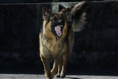 Portrait of dog barking