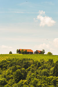 Scenic view of agricultural field against sky