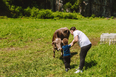 Young boy feeding cow with grass.  copy space, selective focus.