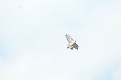 Low angle view of seagull flying against clear sky