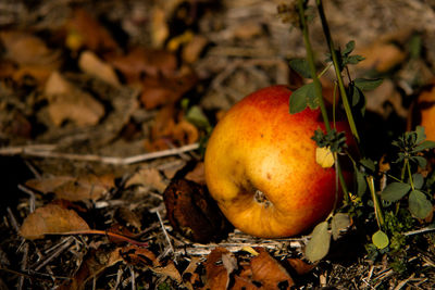 Close-up of apple on tree