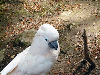 Close-up of white bird perching on field