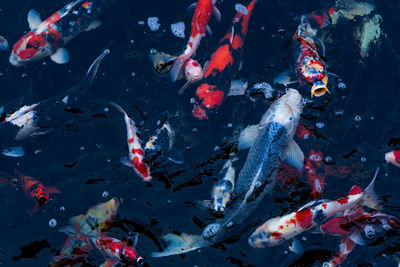 High angle view of koi carps swimming in pond