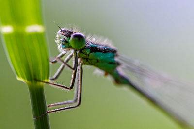 Close-up of damselfly on plant