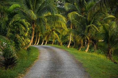 Road amidst palm trees