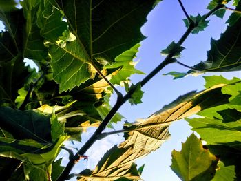 Low angle view of leaves on tree against sky