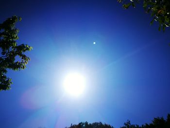 Low angle view of trees against blue sky