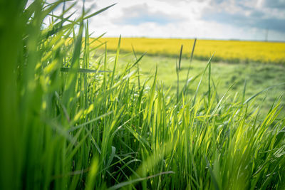 Scenic view of agricultural field against sky