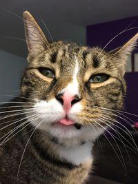 Close-up portrait of a cat